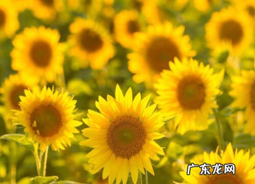 喜欢太阳的花卉有哪些