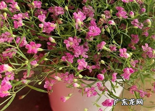 喜欢太阳的花卉有哪些