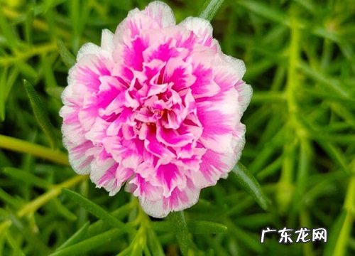 喜欢太阳的花卉有哪些