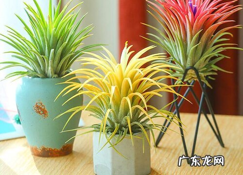 常见的年宵花卉有哪些