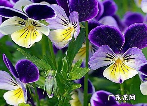 矮株花卉有哪些