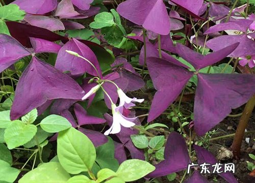 酢浆草秋天开花吗