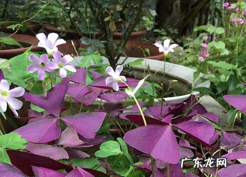 酢浆草秋天开花吗