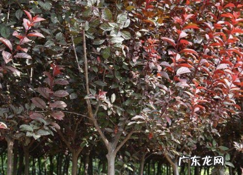 紫叶花卉有哪些