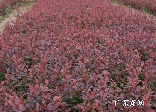 紫叶花卉有哪些