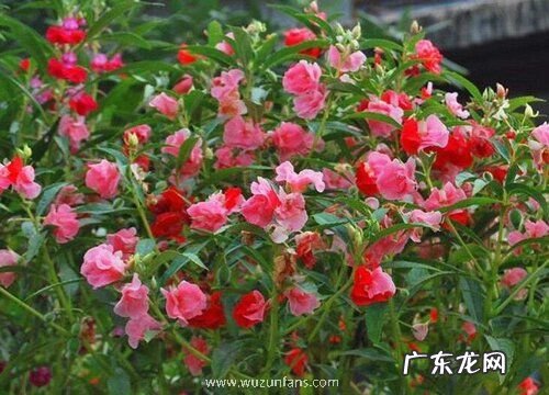 适合庭院种植的花卉有哪些