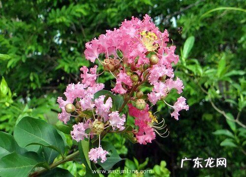 适合庭院种植的花卉有哪些