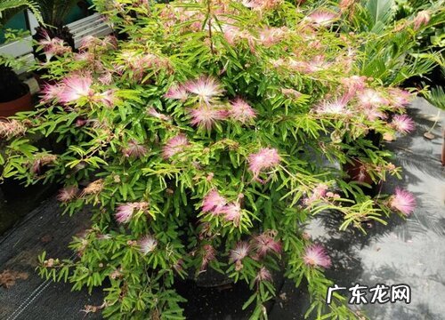 夏天开花的植物花卉有哪些