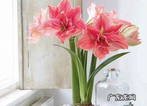 夏天开花的植物花卉有哪些