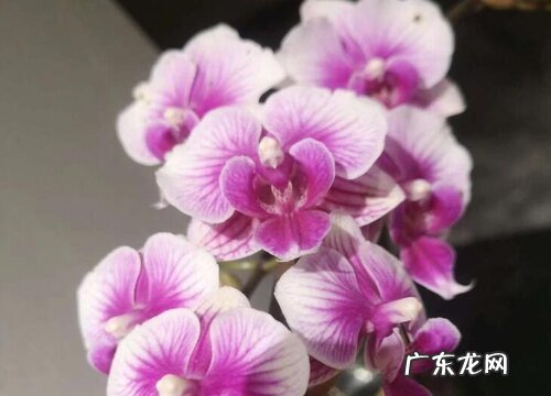 兰科花卉有哪些