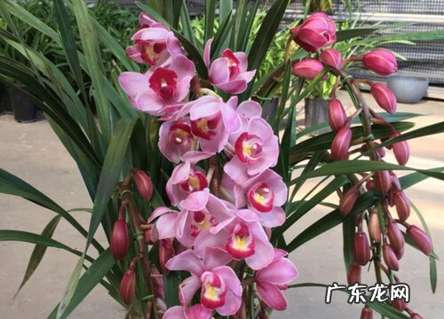 兰科花卉有哪些