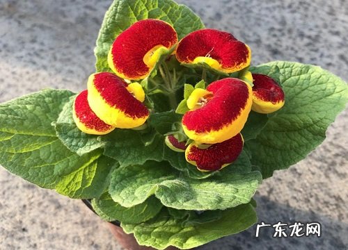 耐寒的植物花卉有哪些