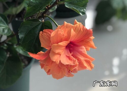 冬天能开花的室内花卉有哪些