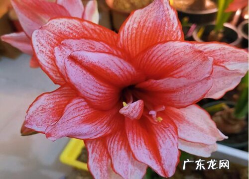 冬天能开花的室内花卉有哪些