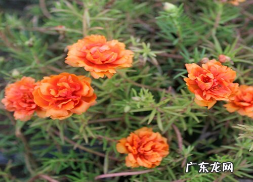 橙色花卉有哪些