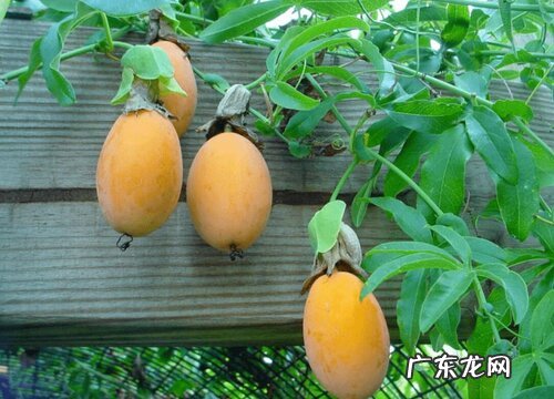 爬藤花卉有哪些