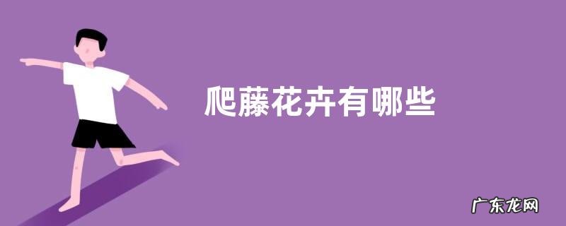 爬藤花卉有哪些