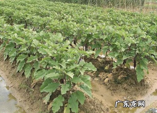 茄子打顶时间及方法步骤