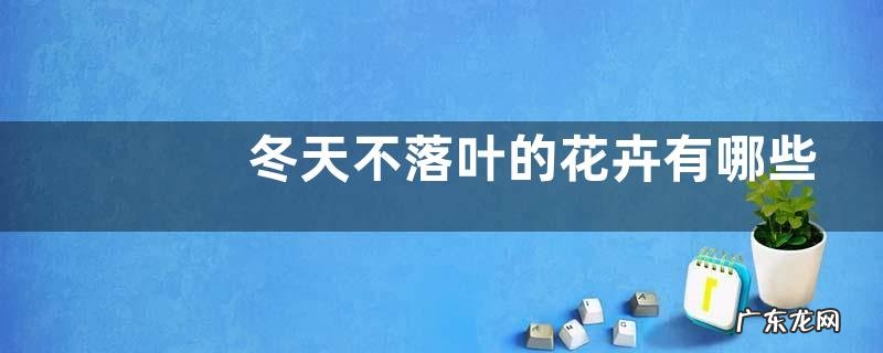 冬天不落叶的花卉有哪些