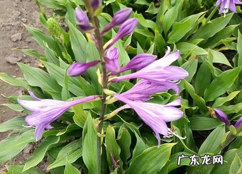 冬天不落叶的花卉有哪些