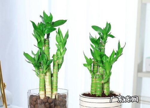 招财花卉有哪些