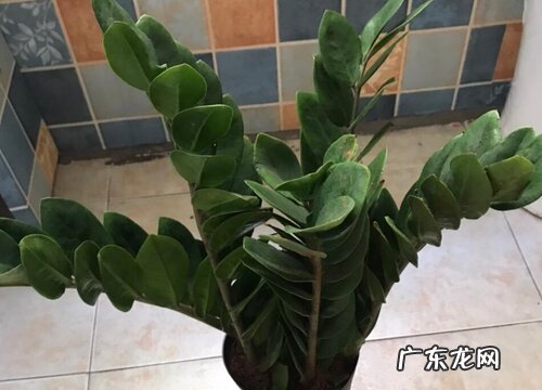 招财花卉有哪些