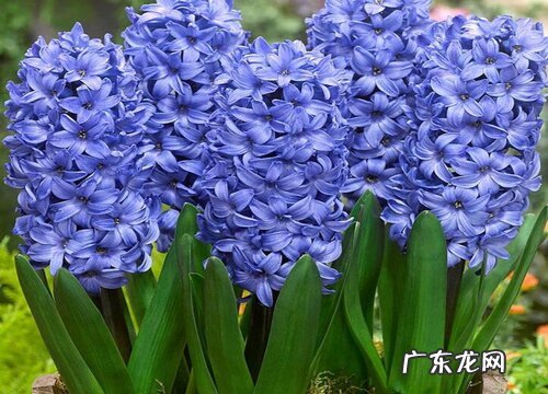 室外耐寒耐高温的花卉有哪些