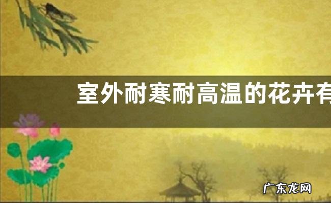 室外耐寒耐高温的花卉有哪些