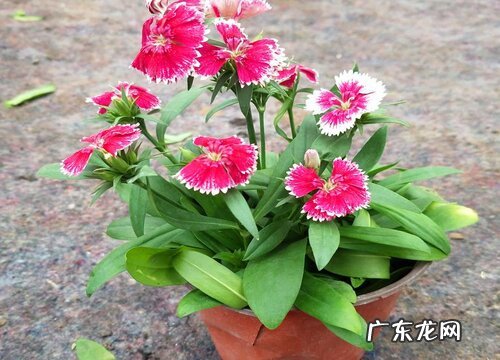 室外耐寒耐高温的花卉有哪些