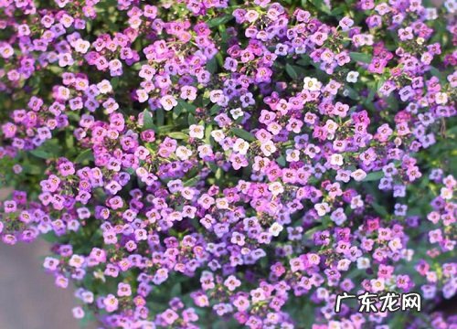 室外耐寒耐高温的花卉有哪些