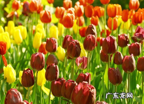 室外耐寒耐高温的花卉有哪些