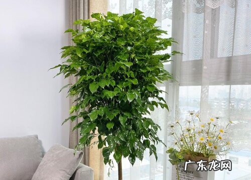 幸福树什么时间浇水好多久浇一次水合适