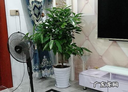 幸福树什么时间浇水好多久浇一次水合适