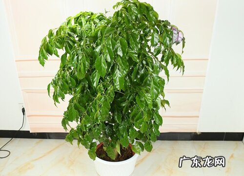 幸福树什么时间浇水好多久浇一次水合适