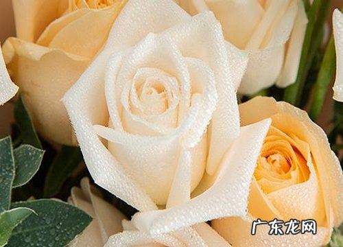 18岁送什么花合适