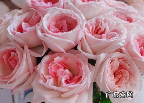 18岁送什么花合适