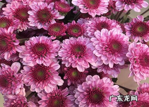 冬季盆栽花卉有哪些