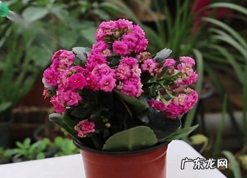冬季盆栽花卉有哪些