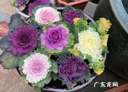 广东冬天适合养什么花