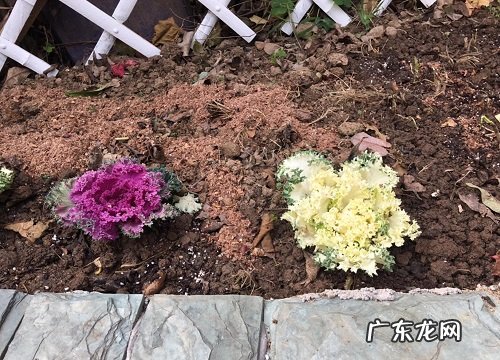 广东冬天适合养什么花