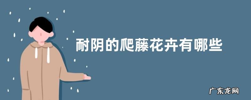 耐阴的爬藤花卉有哪些