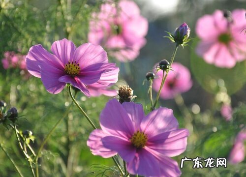 好看的盆栽花卉有哪些