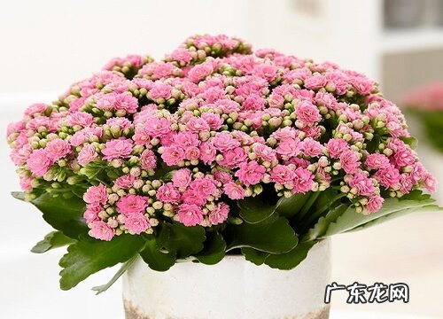 好看的盆栽花卉有哪些