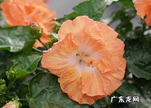 容易活的花卉有哪些