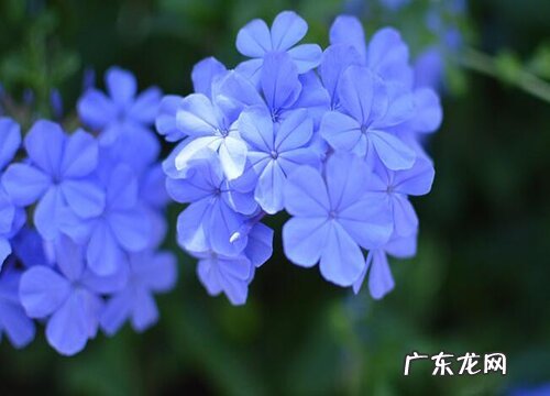 容易活的花卉有哪些