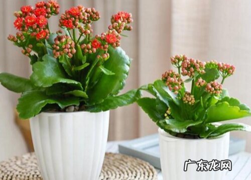 容易活的花卉有哪些