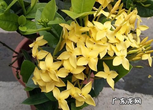 盆栽龙船花怎么浇水方法