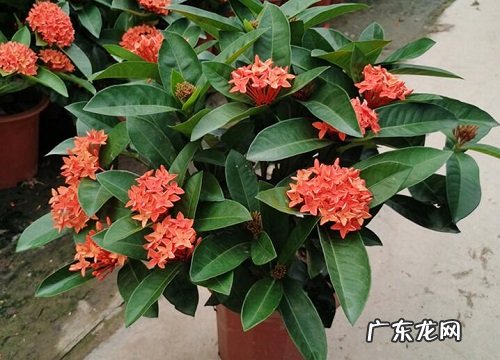 盆栽龙船花怎么浇水方法