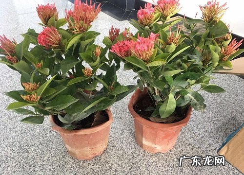 盆栽龙船花怎么浇水方法