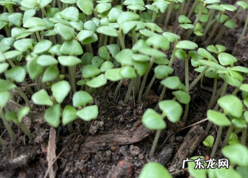 罗勒什么时候播种最好